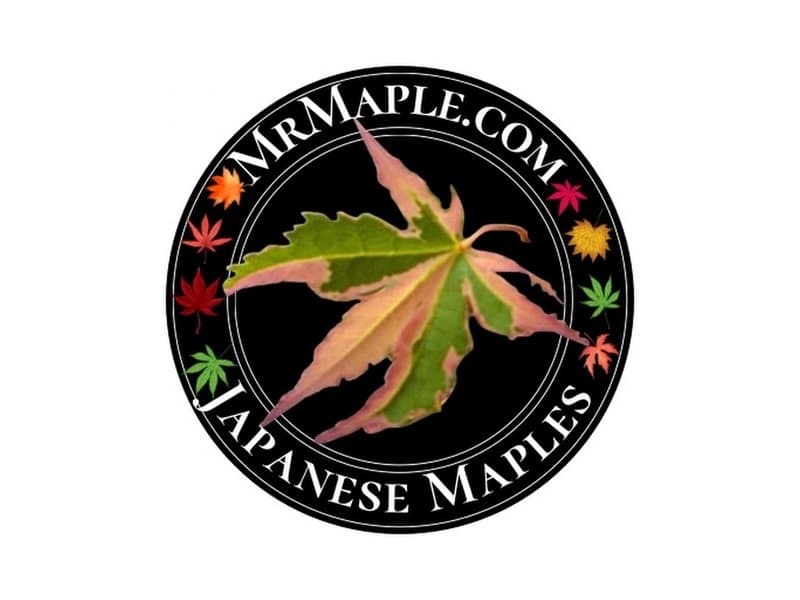 Mr. Maple